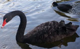 blackswan.jpg