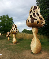 mushrooms.jpg