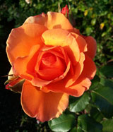 orangerose.jpg